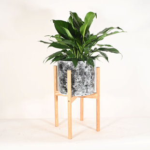 Upshining Live Flowering Plant in Ceramic Planter