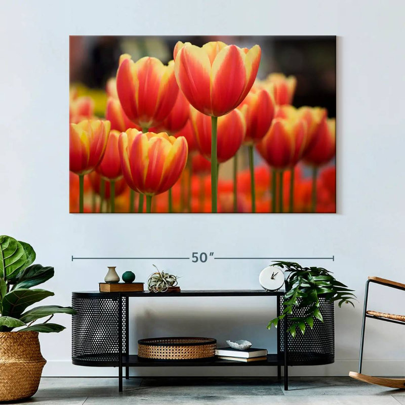 Harnek Darwin Hybrid Tulips, 34" H x 51" W