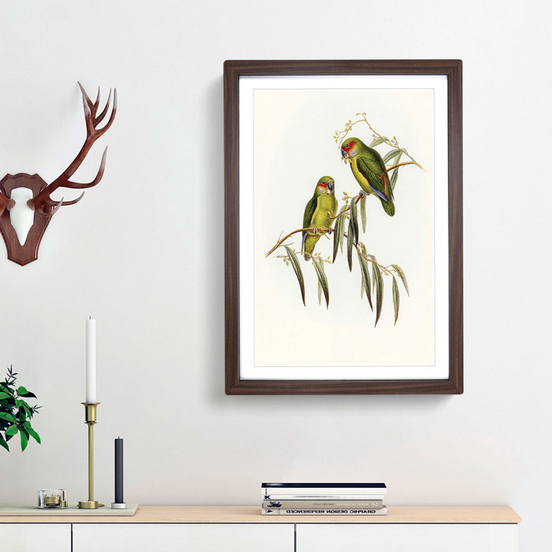 Coxen's Parakeets by Elizabeth Gould - Picture Frame Painting Print, Walnut Framed, 65cm H x 48cm W x 2cm D