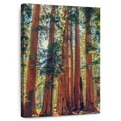 Harnek Redwood Trees In Sequoia Park