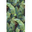 Banana Palm Dream-1368173886