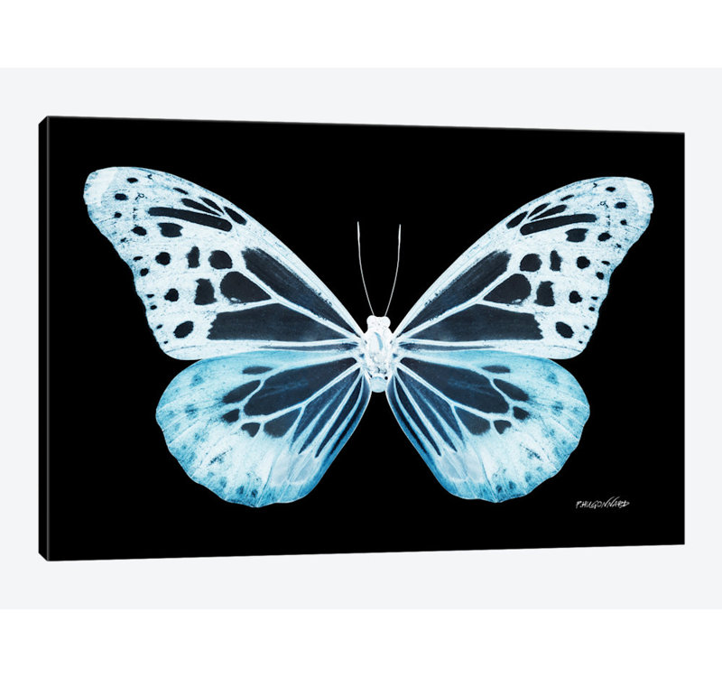 « miss papillon x-ray xxiv », impression sur toile, H 12 po x l 18 po x P 1,5 po, Toile tendue