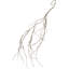 Dried Vine - 54 Inches Set Of 6