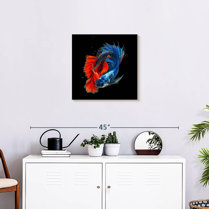 Brametta, poisson Betta en Thaïlande, H 20 po x l 20 po