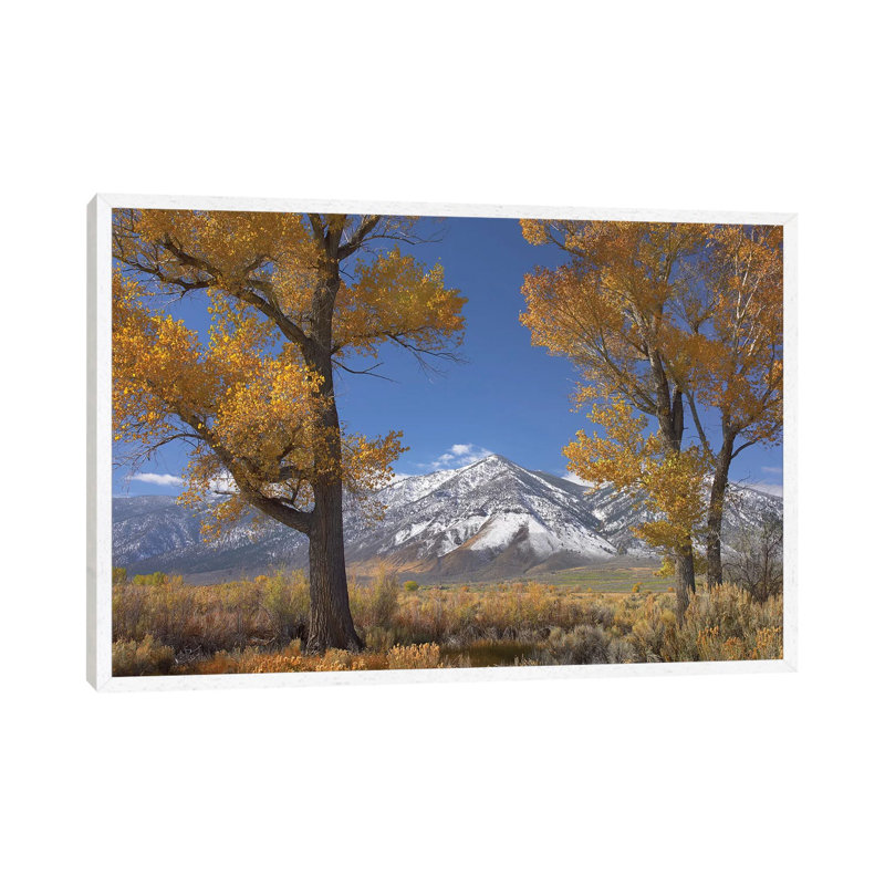 Cottonwood Trees, Fall Foliage, Carson Valley, Nevada II 1 Piece Wall Art on Canvas, 66.04 cm H x 45.72 cm W, White Framed