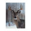 'Deer' Graphic Art Print on Wrapped Canvas-27646927