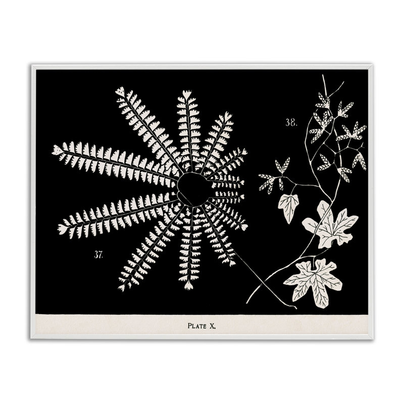 Fougères et feuilles sur giclée noire encadrée, design par Phillipa Katz, H 16 po x l 20 po