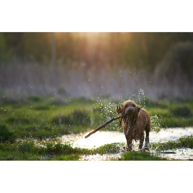 Redhead Spaniel Dog Running With A Stick by Artranq - Wrapped Canvas Print, 12"H x 18"W