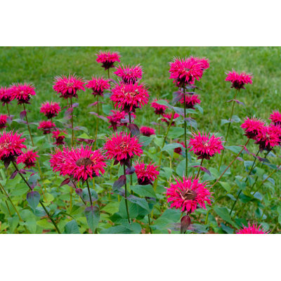 Beaman " Bee Balm " by Bspollard