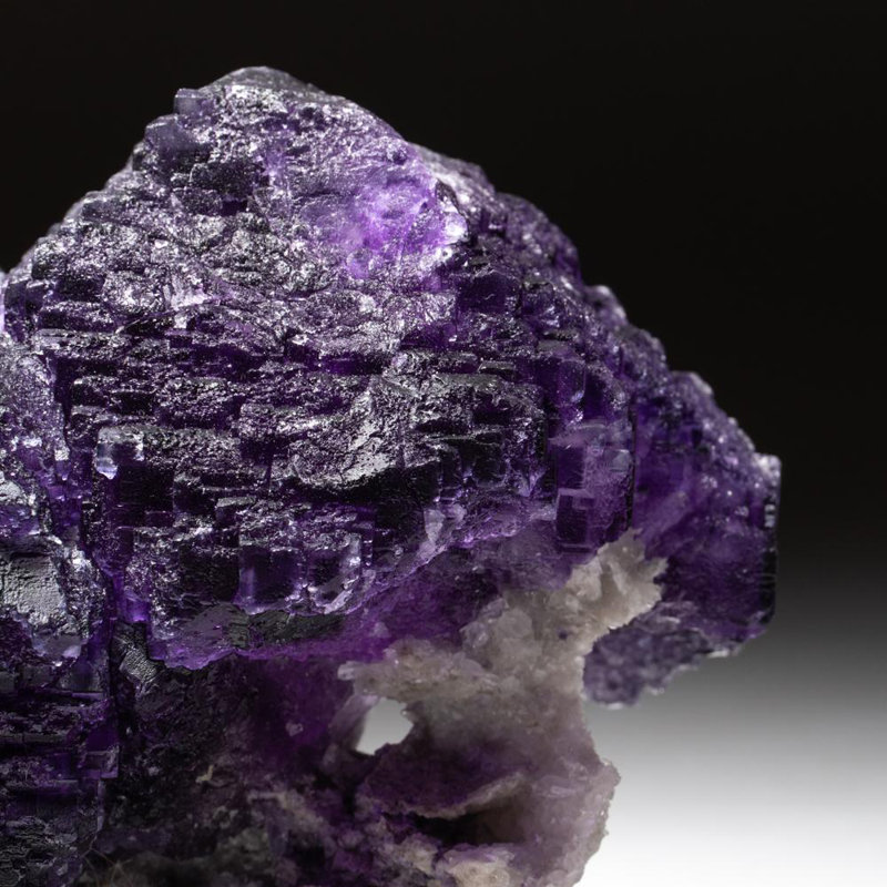 Véritable grappe de fluorescence mauve