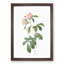 Alpine Roses In Pink by Pierre-Joseph Redoute - Single Picture Frame Painting-55544507-55544505