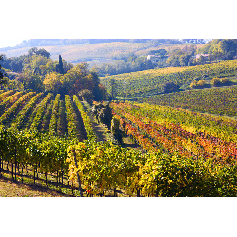 Lidderdale Lidderdale Italian Vineyards - Wrapped Canvas Print, 51cm H x 76cm W x 3.8cm D