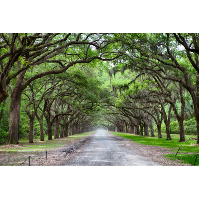 Live Oak Tree Lined Road by Traveler1116 - No Frame Art Prints on Canvas