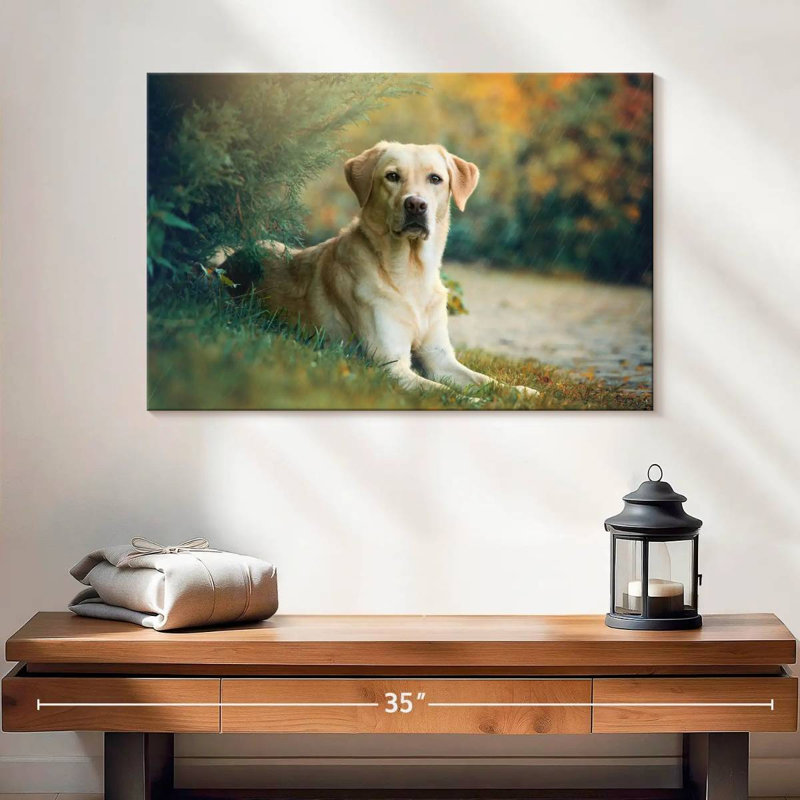 Brampt Labrador Retriever Mix, H 16 po x l 24 po