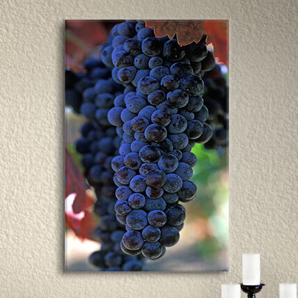 « on the vine », reproduction de photo sur toile, H 8 po x l 12 po