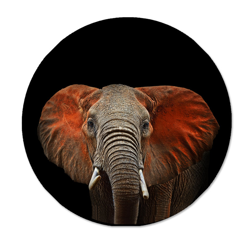 Éléphant d'Afrique - photographie, H 24 po x l 24 po x P 2,5 po, Aluminium