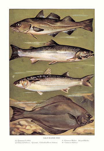 Publicité rétro eau salée fish