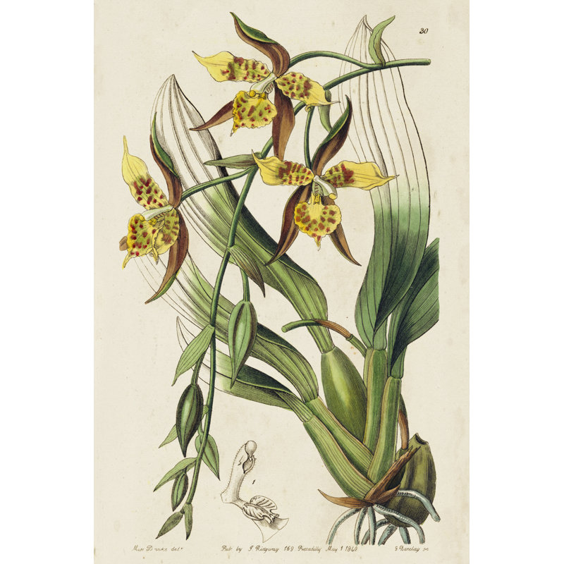 " Spring Orchid I " by Ridgeway Painting Print, 18" H x 12" W x 1.25" D