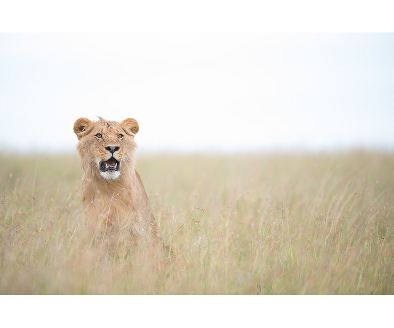 Wrapped Canvas Print, 50.8 cm H x 76.2 cm W