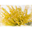 Chrysanthemum 1 Piece Wrapped Canvas Wall Art-1442615428