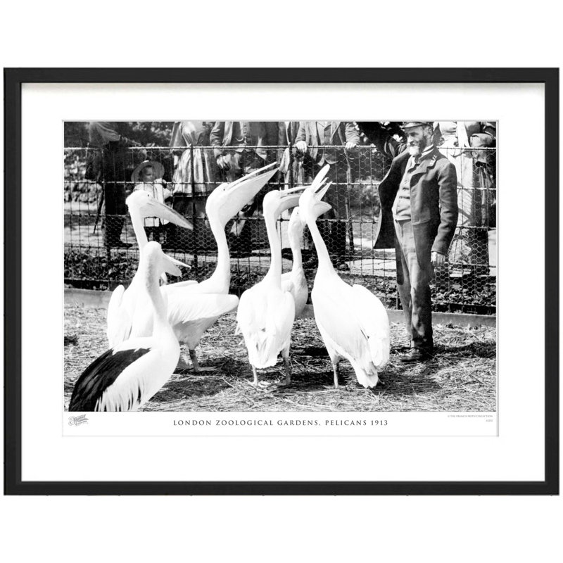 London Zoological Gardens, Pelicans 1913 by Francis Frith - Single Picture Frame Print, 40cm H x 50cm W x 2.3cm D