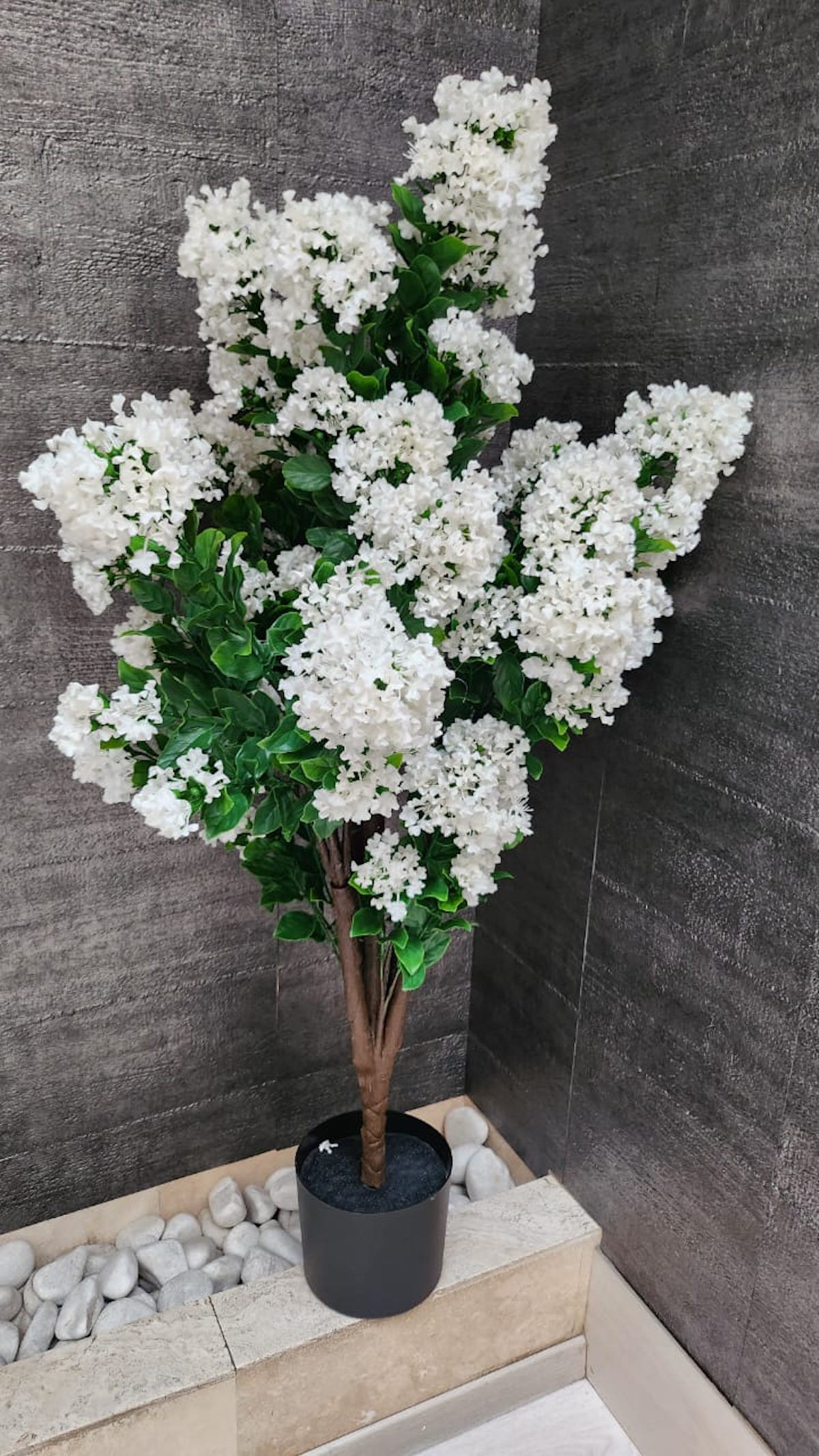 large money tree plant for sale Money Tree