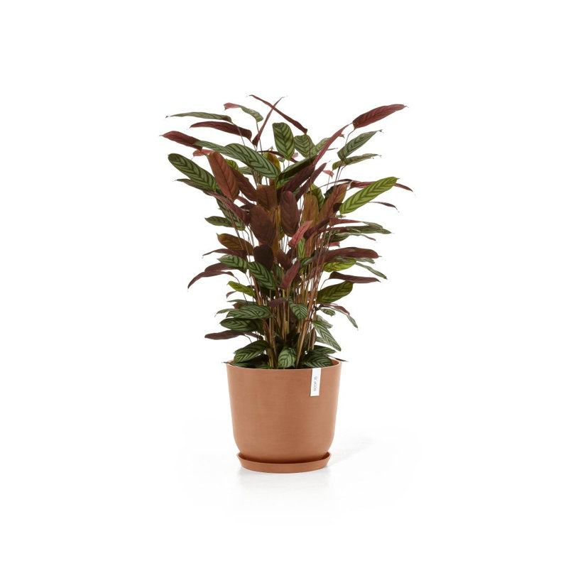 Jardinières en pot, H 13,78 po x l 13,78 po x P 12,01 po, Terre cuite