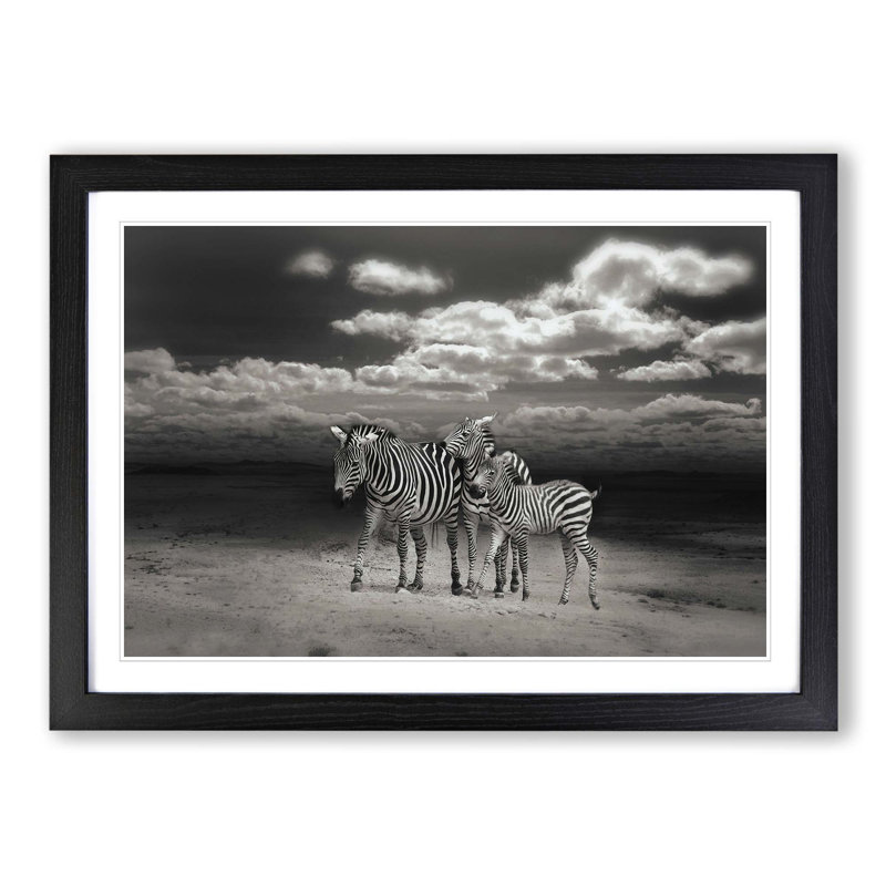 Three Zebras in the Wild Framed Photographic - Framed Print, Black