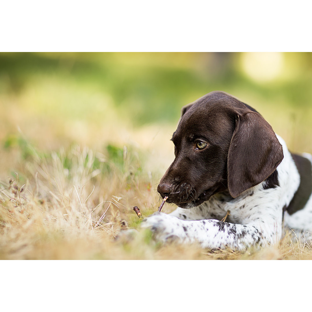 Leinwandbild Deutsch Kurzhaar Vorstehhund Welpe Nahaufnahme