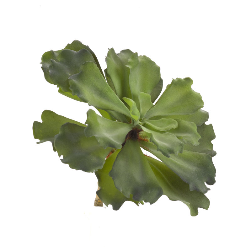 Très grande plante grasse à volants Echeveria