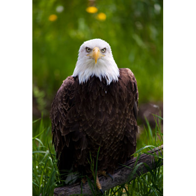 " Eagle " by Alptraum