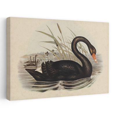 Black Swan Vintage Book Aged Contemporary Bird Animal Art