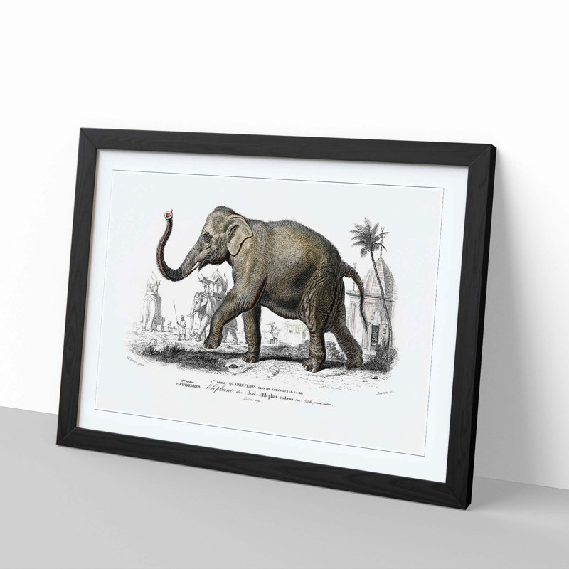 Asian Elephant by Charles D' Orbigny - Single Picture Frame Painting, Black, 45cm H x 63cm W x 2cm D