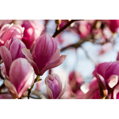Magnolia par Esolla