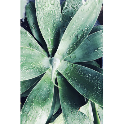 Green Tropical Succulent III by Irena Orlov - Photograph