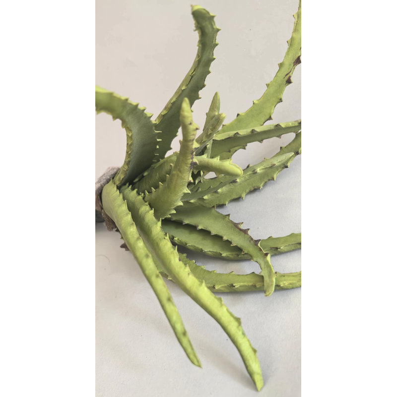 PLANTE D'AGAVE 17''