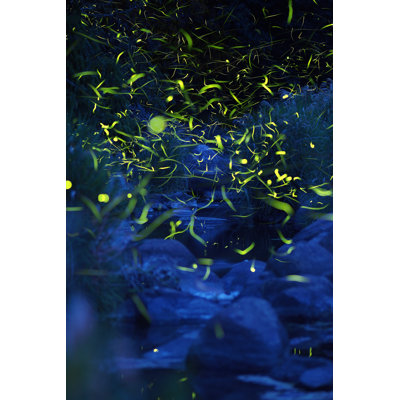 Dancing Fireflies - Photographie sur toile tendue