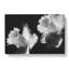 Pair Of Daffodils - Wrapped Canvas-56638620