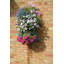 Pot de fleurs mural en plastique Penman