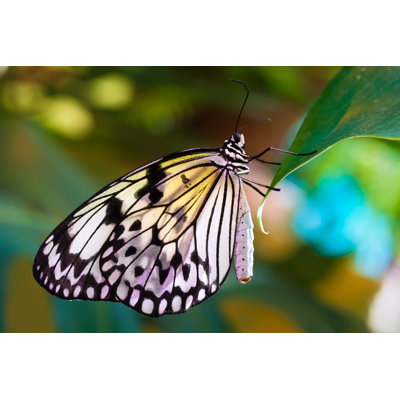 Pellman Butterfly - Wrapped Canvas Print