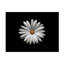 Art sur toile, bol Lotte Gronkar Gerbera-105649087