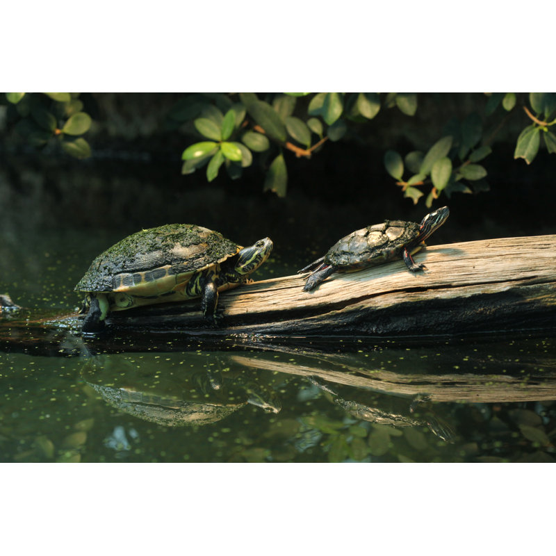 River Cooter and Eastern Turtle - Photographie sur toile tendue, H 8 po x l 12 po