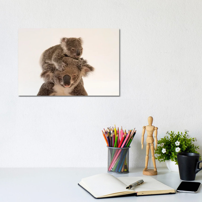 A Mother Koala Named Augustine And Her Baby At The Australia Zoo Wildlife Hospital In Queensland by Joel Sartore - Gallery-Wrapped Canvas Giclée on Canvas