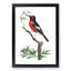 Red-Bellied Flycatcher Bird by George Shaw - Framed Print-55616460-55616462
