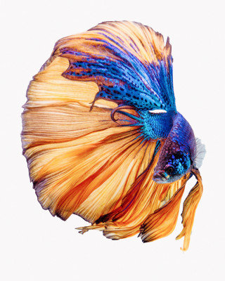 Wrapped Canvas Print, 121.92 cm H x 81.28 cm W