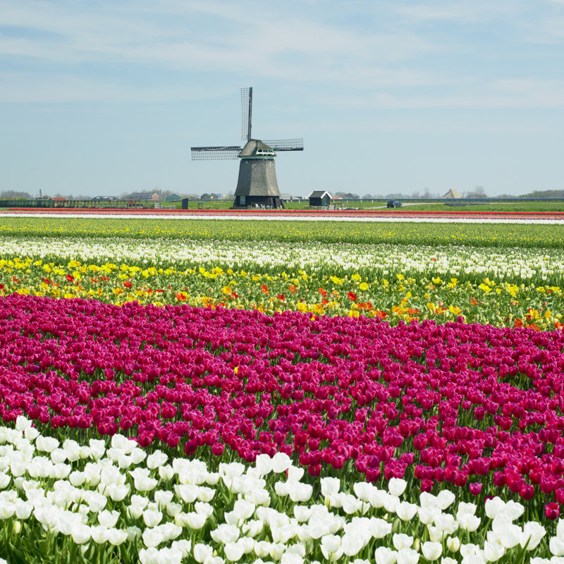 Tulip Field - Wrapped Canvas Print, 122cm H x 122cm W