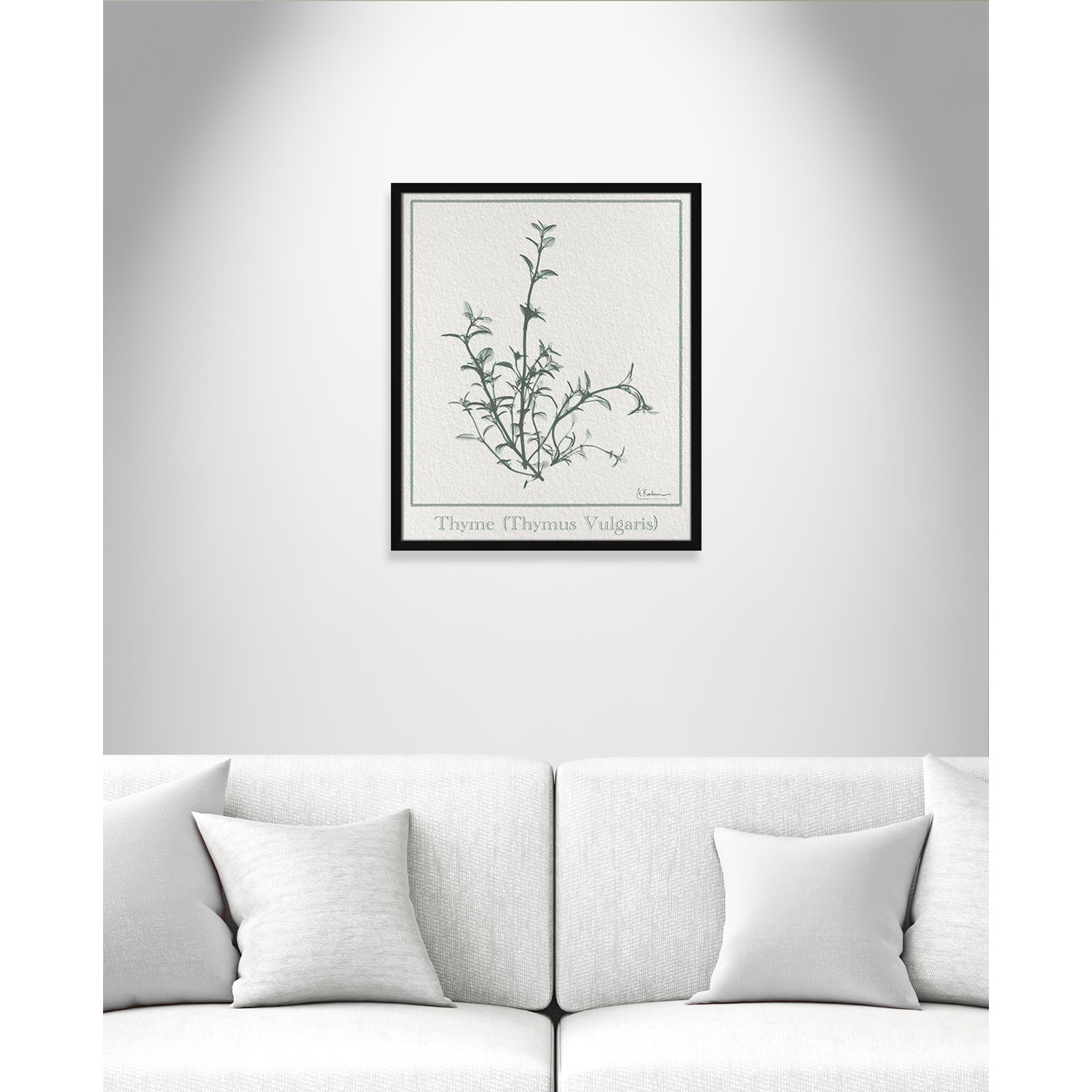 Jeanette "Thymus Vulgaris" Print, 25.5" H x 21.5" W x 1.25" D, Black Framed Paper