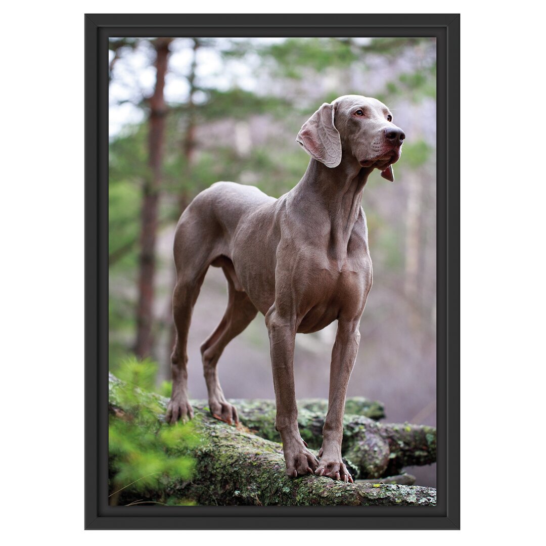 Gerahmtes Wandbild Edler WeimaranerWald