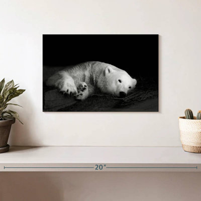 Ours polaire endormi