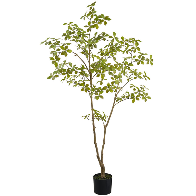 61 Inch Enkianthus Tree(plastic Pot